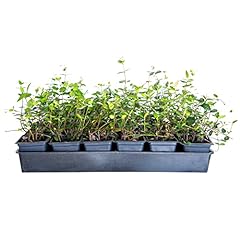Asiatic jasmine pack for sale  Delivered anywhere in USA 
