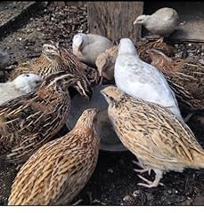Fresh coturnix quail for sale  Delivered anywhere in UK