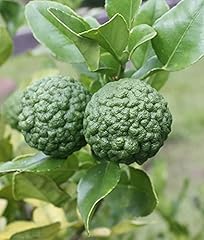 Generic new fresh for sale  Delivered anywhere in USA 
