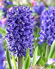 Blue jacket hyacinth for sale  Delivered anywhere in USA 