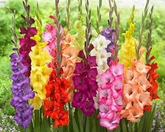Gladiolus bulbs mixed for sale  Delivered anywhere in USA 