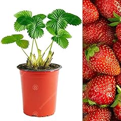 Strawberry elsanta mid for sale  Delivered anywhere in UK