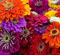 Zinnia seeds planting for sale  Delivered anywhere in USA 