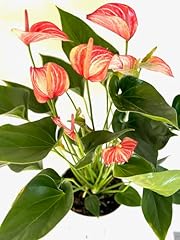 Variegated red anthurium for sale  Delivered anywhere in USA 