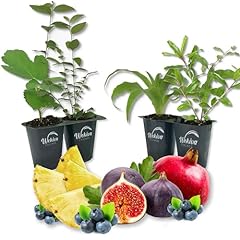 Patio fruit plant for sale  Delivered anywhere in USA 