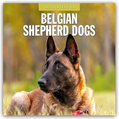 Belgian shepherd dogs for sale  Delivered anywhere in UK