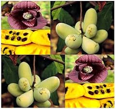 Pawpaw zampa papaia usato  Spedito ovunque in Italia 
