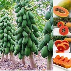 Dwarf papaya seed for sale  Delivered anywhere in USA 