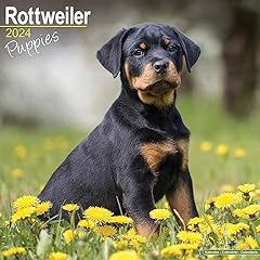 Rottweiler puppies calendar for sale  Delivered anywhere in UK