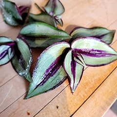Tradescantia zebrina wandering for sale  Delivered anywhere in USA 