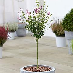 Syringa palibin tree for sale  Delivered anywhere in UK