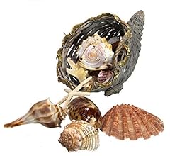 Cornucopia basket seashell for sale  Delivered anywhere in USA 