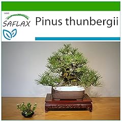 Saflax pino nero usato  Spedito ovunque in Italia 