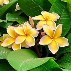 Yellow hawaiian plumeria for sale  Delivered anywhere in USA 