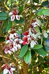 Feijoa sellowiana live for sale  Delivered anywhere in USA 