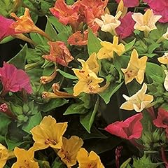 Mirabilis jalapa bella usato  Spedito ovunque in Italia 