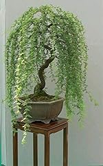 Grain bonsai green for sale  Delivered anywhere in USA 