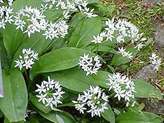 Garlic wild ramsons for sale  Delivered anywhere in UK