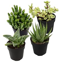 Altman plants assorted for sale  Delivered anywhere in USA 