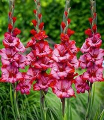 Baldur garten gladiole gebraucht kaufen  Wird an jeden Ort in Deutschland
