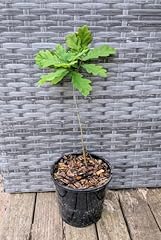English oak tree for sale  Delivered anywhere in UK