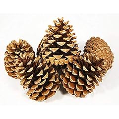 Floristrywarehouse pine cones for sale  Delivered anywhere in UK