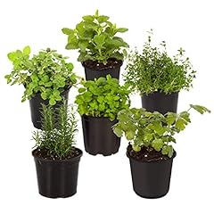 Live aromatic healthy for sale  Delivered anywhere in USA 