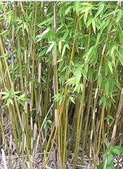 Clumping bamboo privacy for sale  Delivered anywhere in USA 