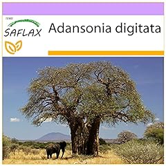 SAFLAX - Baobab africano - 6 semi - Adansonia digitata usato  Spedito ovunque in Italia 