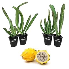 Yellow dragon fruit for sale  Delivered anywhere in USA 