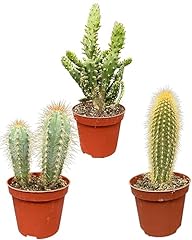 Cactus poteaux mix d'occasion  Livré partout en France