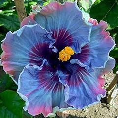 Hibiscus perennial flower for sale  Delivered anywhere in USA 