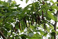 9eztropical pakistan mulberry for sale  Delivered anywhere in USA 
