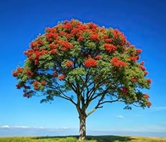 American mountain ash for sale  Delivered anywhere in USA 