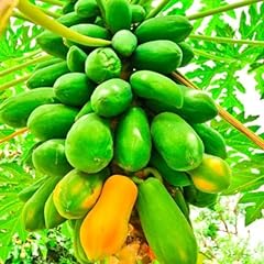 Live papaya tree for sale  Delivered anywhere in USA 
