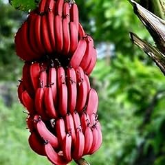 Rare banana tree for sale  Delivered anywhere in USA 