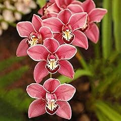 Cymbidium orchid seeds for sale  Delivered anywhere in USA 