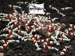 Shrimprack crystal red for sale  Delivered anywhere in USA 