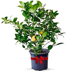 Meyer lemon trees for sale  Delivered anywhere in USA 