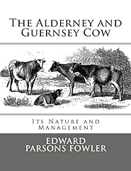 Alderney guernsey cow for sale  Delivered anywhere in UK