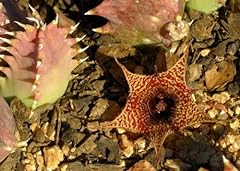 HATCHMATIC Germination Seeds: 5 Huernia stapelioides for sale  Delivered anywhere in Canada