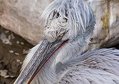 Hansepuzzle 36139 pelikan gebraucht kaufen  Wird an jeden Ort in Deutschland
