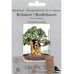 Tropica - Bonsai - Bobaum/Bodhibaum (Ficus religiosa) - 200 semi usato  Spedito ovunque in Italia 