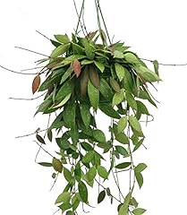 Hoya gracilis hoya for sale  Delivered anywhere in UK