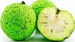 Osage orange tree for sale  Delivered anywhere in USA 