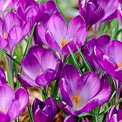 Schone crocus species for sale  Delivered anywhere in UK