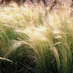 Pixies gardens nassella for sale  Delivered anywhere in USA 