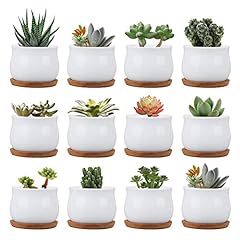 Succluent pots small for sale  Delivered anywhere in USA 