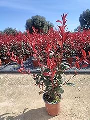 Photinia red robin usato  Spedito ovunque in Italia 