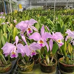 Semi piante orchidea usato  Spedito ovunque in Italia 